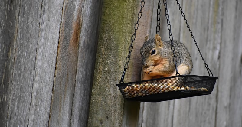 Alternatives végétales à la viande : le guide pour une alimentation durable